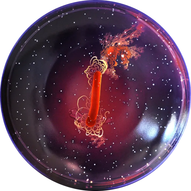 https://planetmicrobe.co/content/images/2024/04/Tal-Danino-Art.png logo